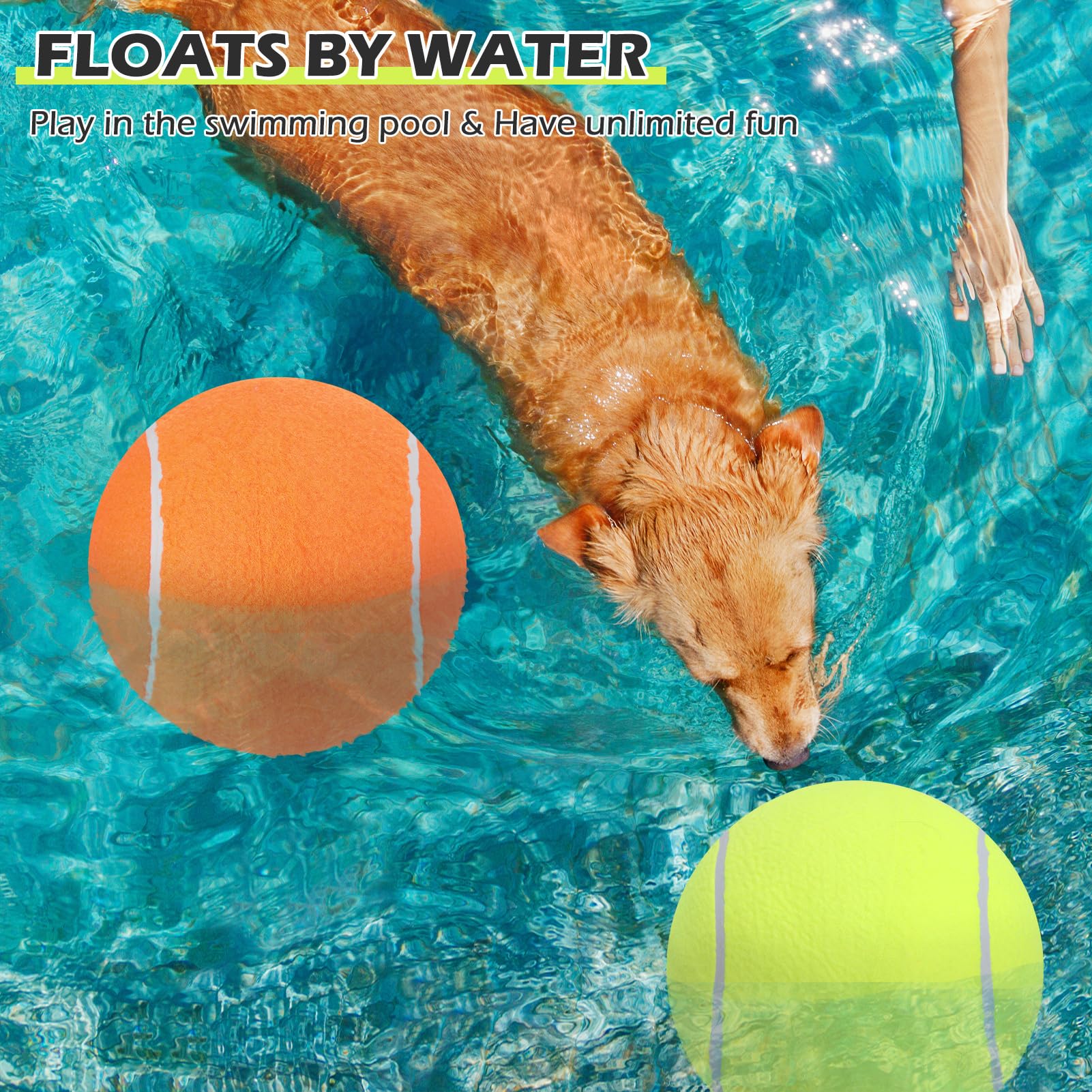 EXPAWLORER two-pack ready for indoor or outdoor training sessions.