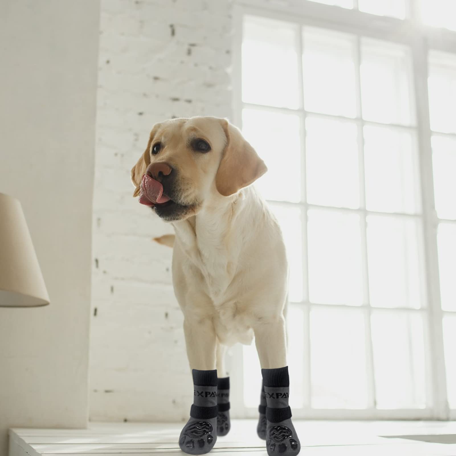 EXPAWLORER dog wearing socks for indoor paw protection