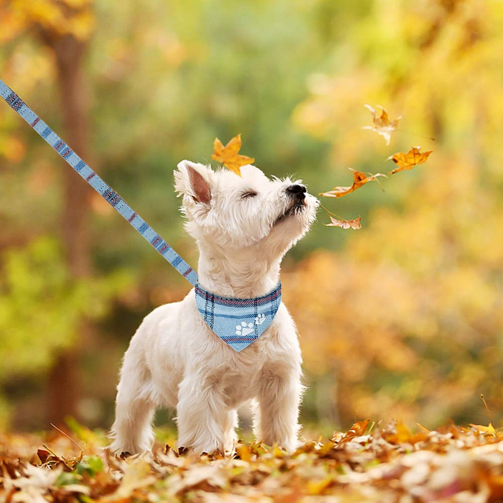 EXPAWLORER diseño cuadros clásico, look moderno para mascotas