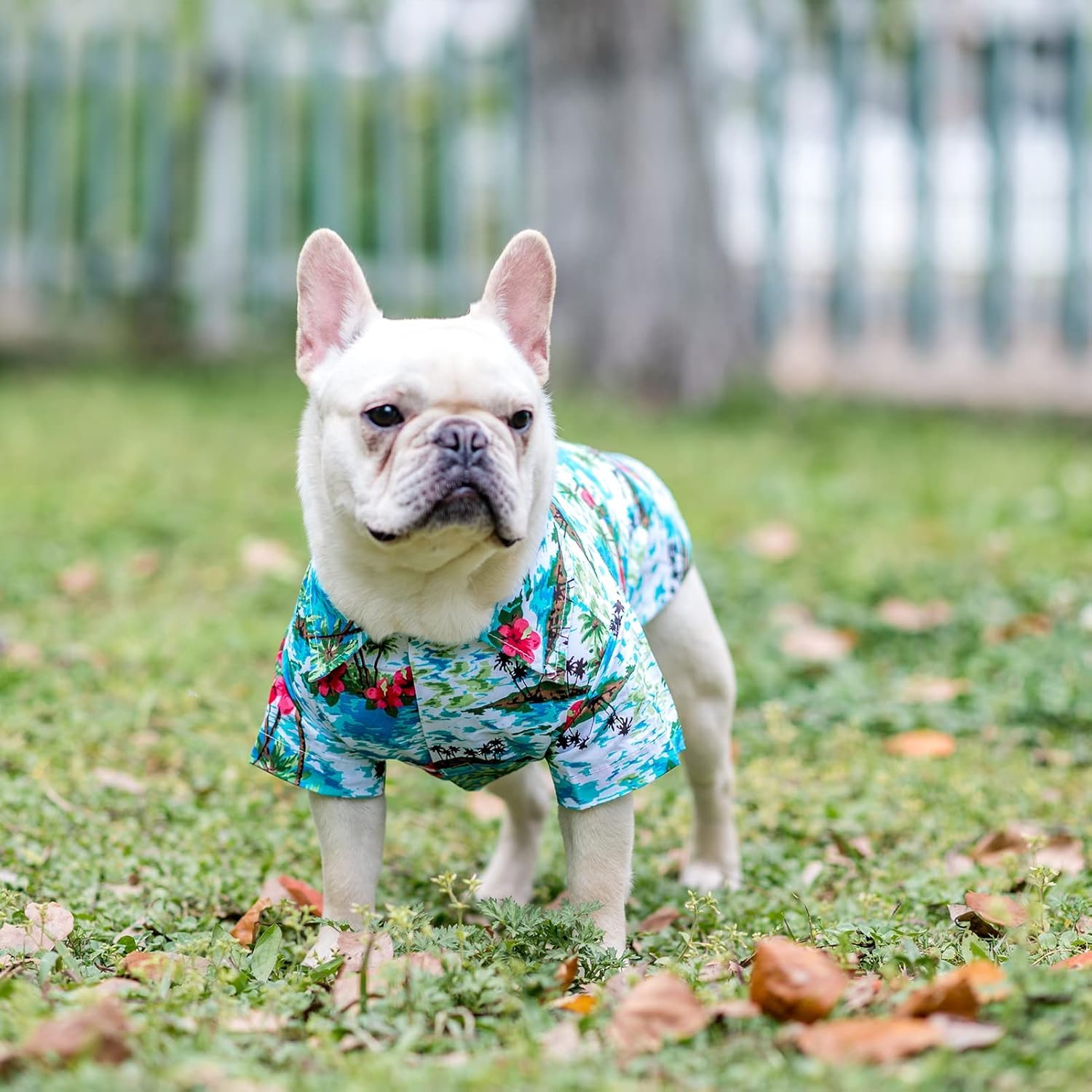 EXPAWLORER Dog Hawaiian Shirt suitable for various sizes and occasions