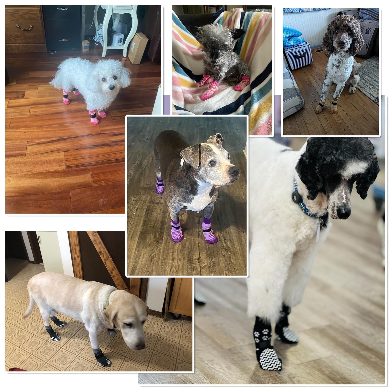 EXPAWLORER dog socks multi-color set suitable for daily use
