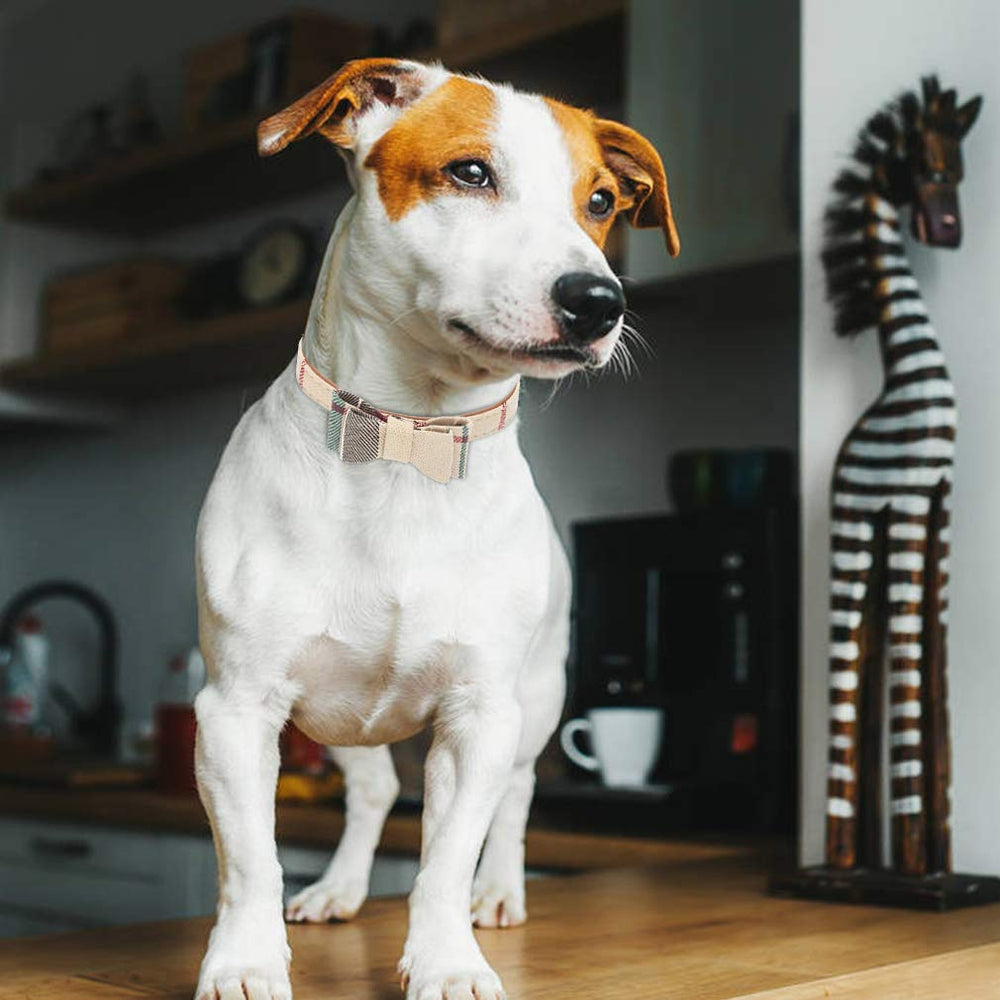 EXPAWLORER holiday-gift-set ideal present for pet lovers