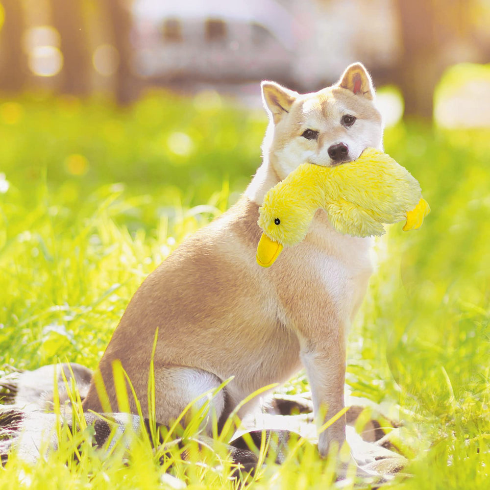 expawlorer interactive dog toy boosts playtime and companionship during training.