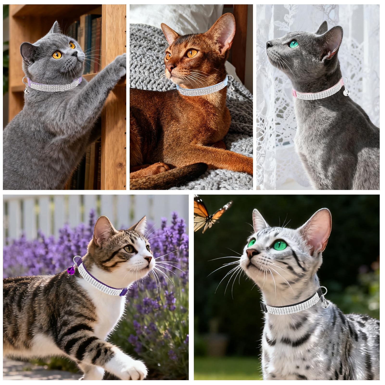 EXPAWLORER kitten-to-senior size fits cats at any stage
