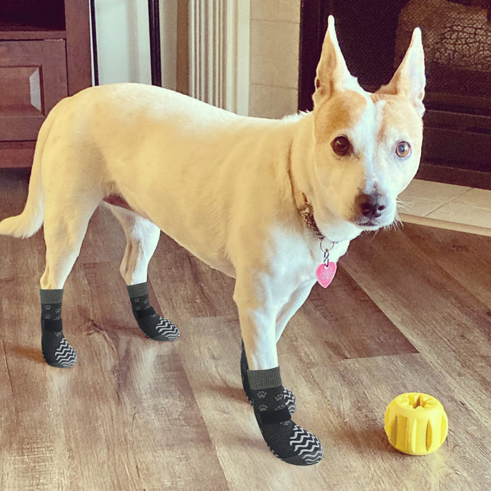 EXPAWLORER dog booties on a senior dog offering safer indoor footing