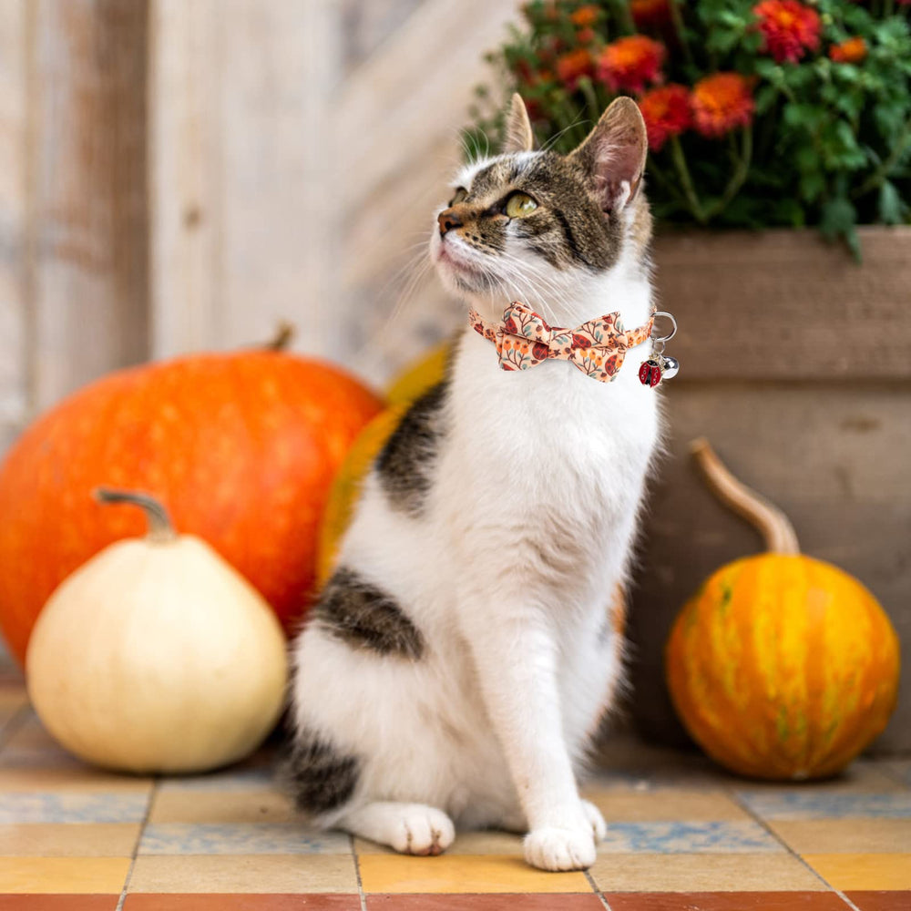 expawlorer squirrel-ladybug design collar on kitten