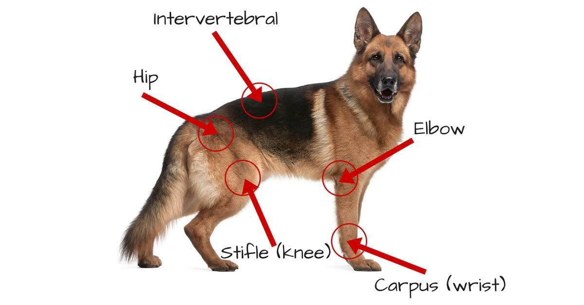 Extend Joint Care for Dogs gravy option shown for serving with water