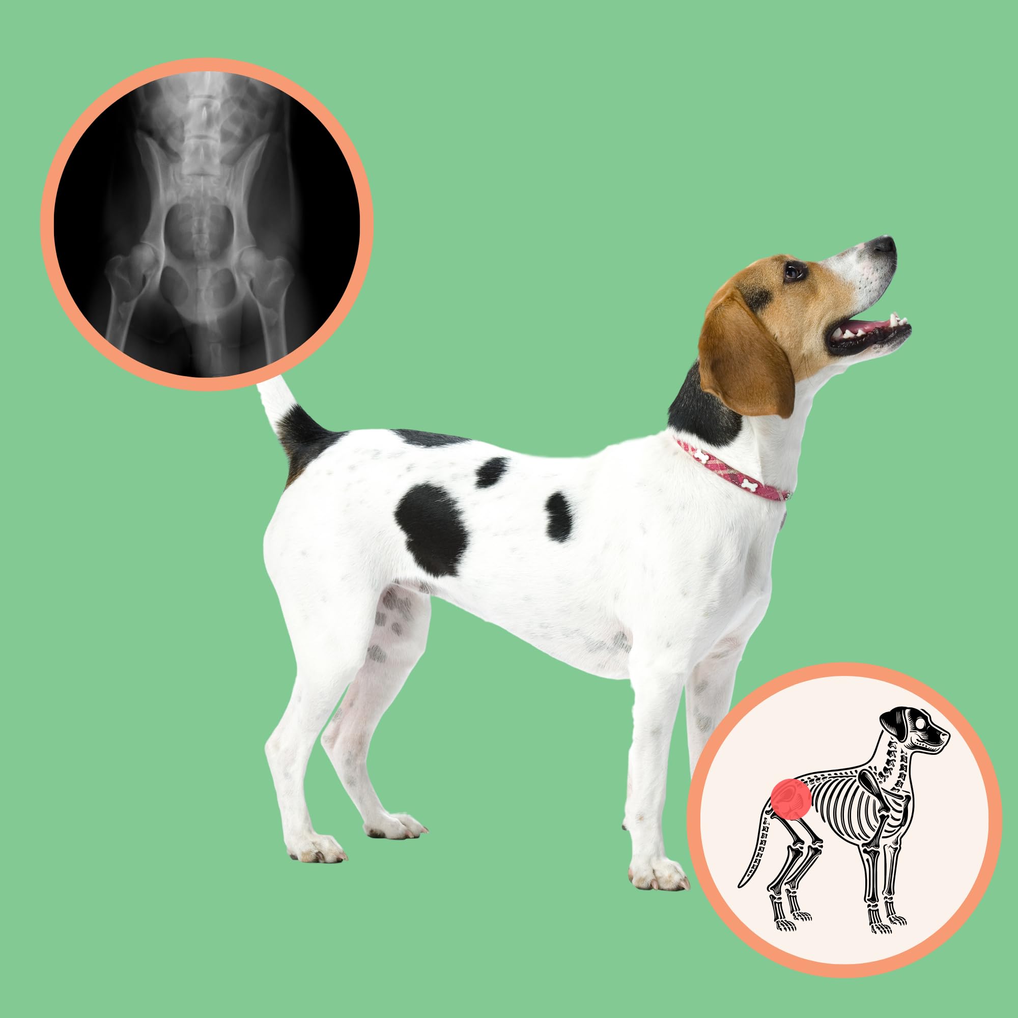 Extend Joint Care for Dogs ingredients chart with glucosamine MSM and collagen