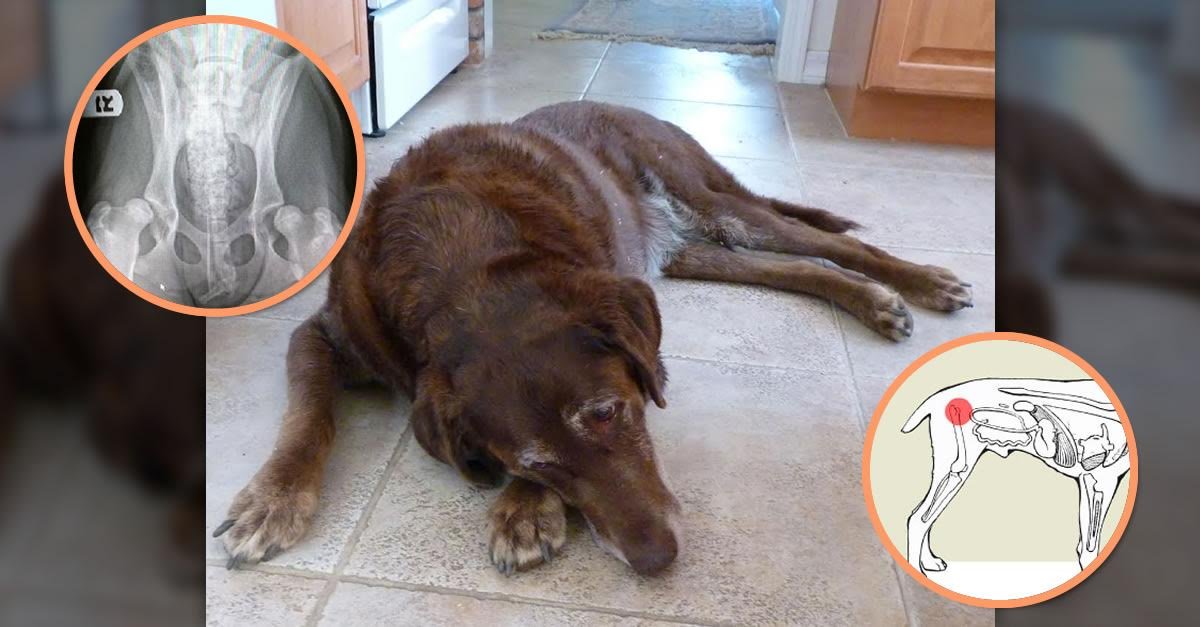 Extend Joint Care for Dogs in park illustrating an active lifestyle