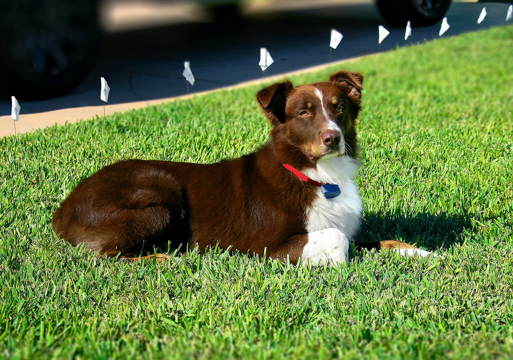 Extreme Dog Fence Active Collar shows waterproof submersible up to 10 feet for swimmers.