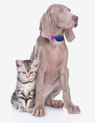 Extreme Dog Fence collar strap on neck demonstrates comfortable 3/4 inch width for daily wear