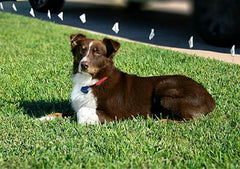 Extreme Dog Fence collar strap washable shows easy cleaning with machine wash compatibility