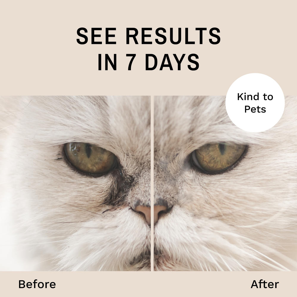 Eye Envy ProPowder brush large for medium and large cats