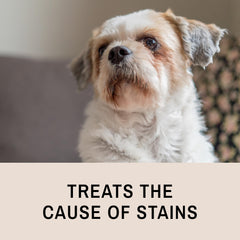 Eye Envy Tear Stain Remover shown around a dog's eye area for cleaner fur.