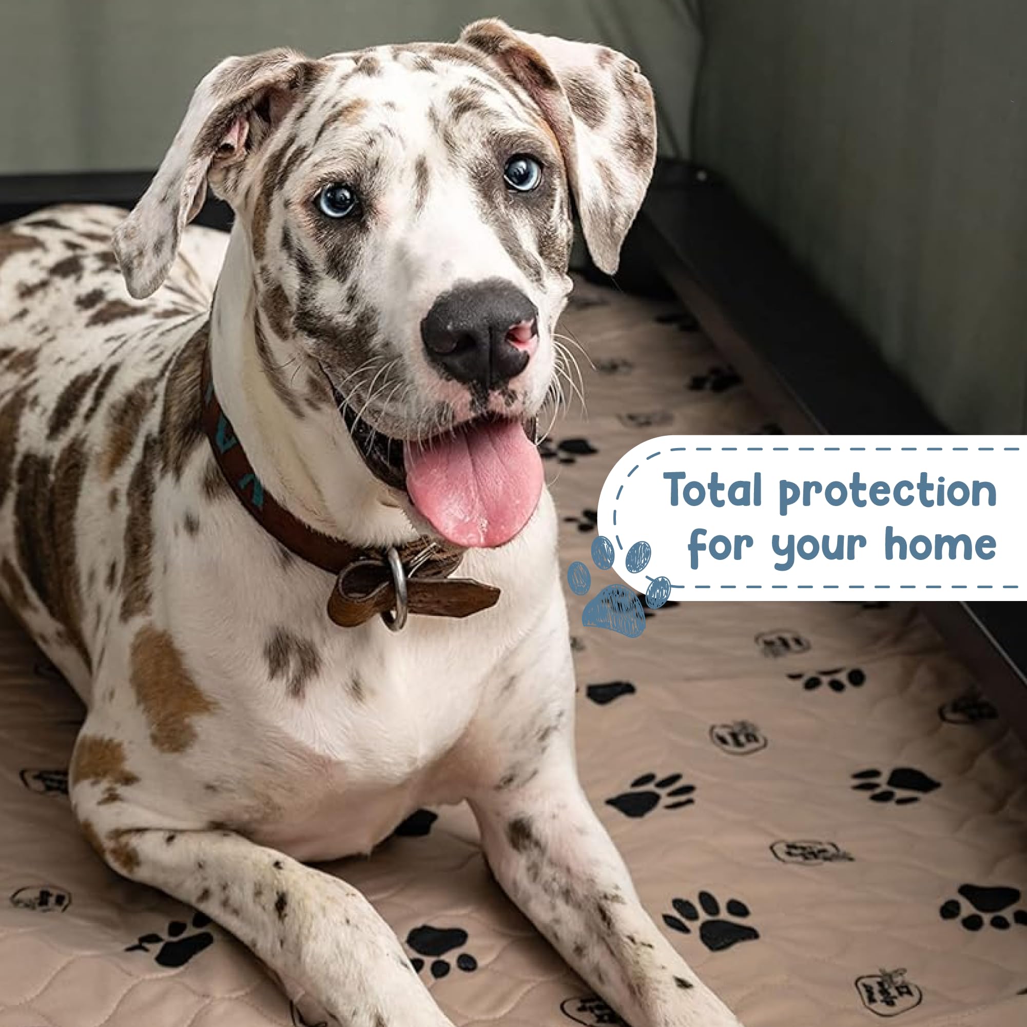 EZWHELP pad setup in a puppy training room for hassle-free potty breaks