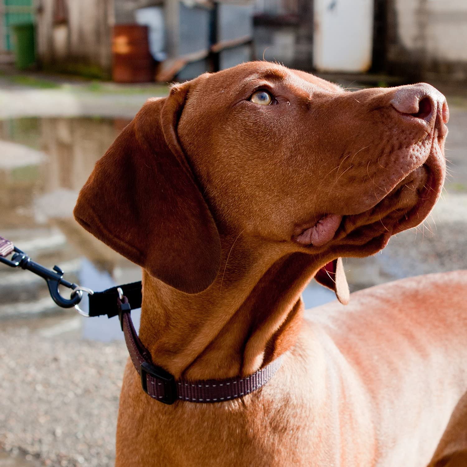 EzyDog Checkmate blue large collar stands out for easy recognition and style.
