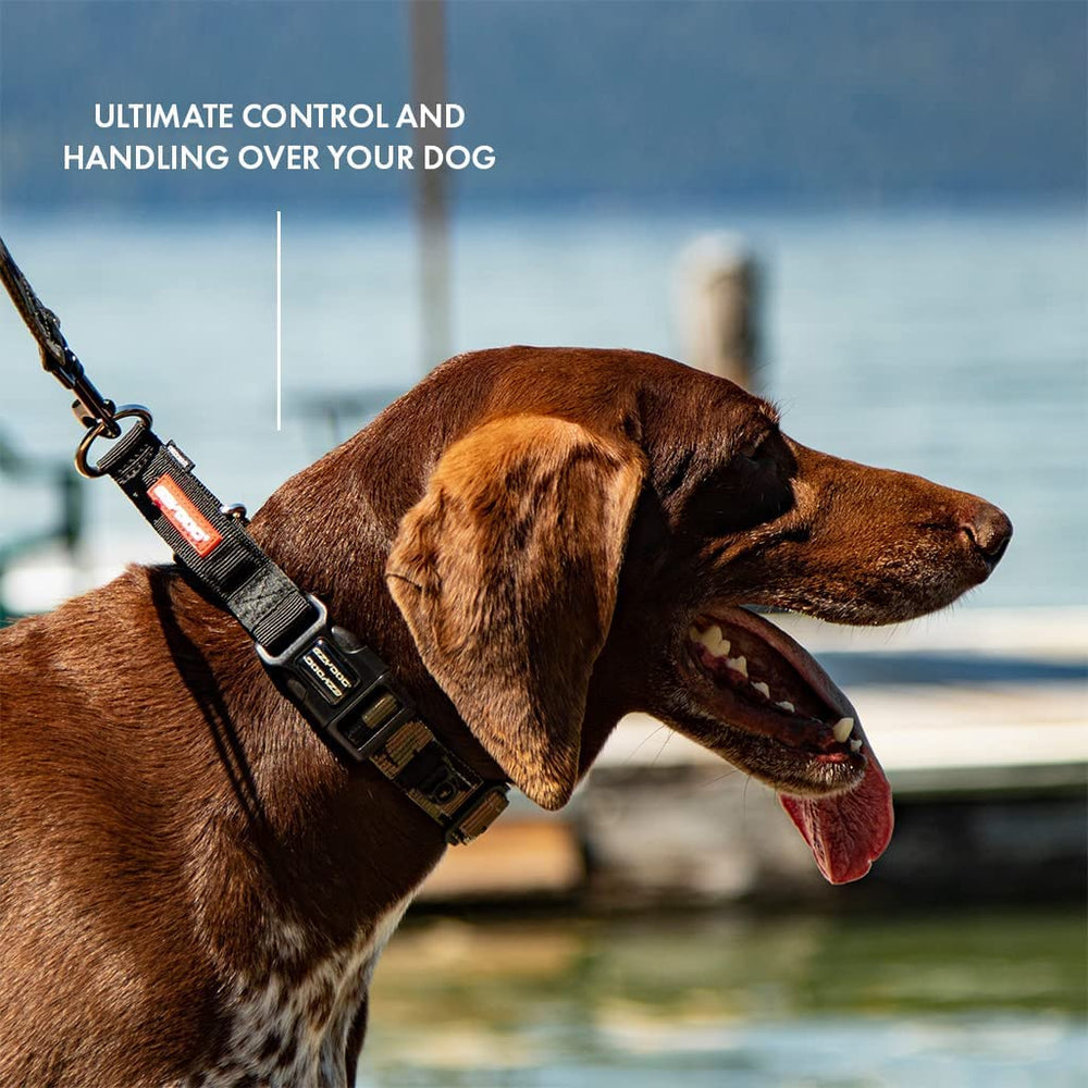 EzyDog Checkmate collar offers humane training without choking during walks.