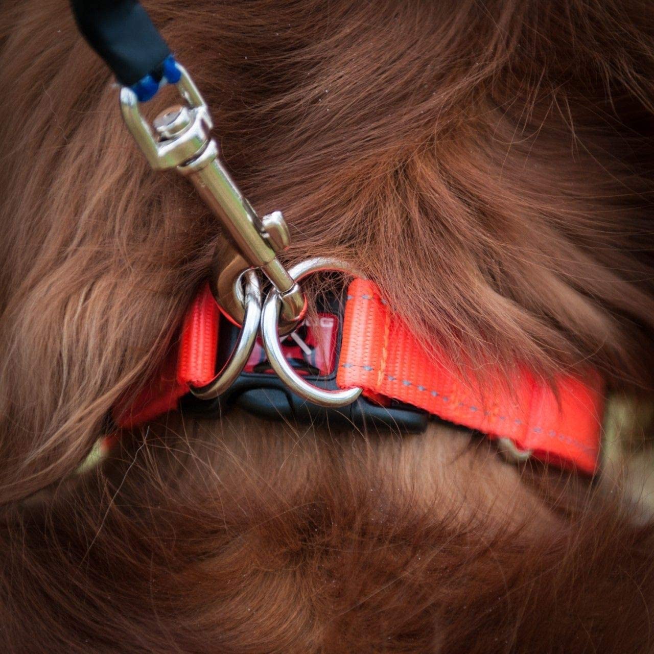 EzyDog Double Up buckle area features pressure distribution to reduce accidental releases