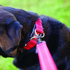 EzyDog Double Up collar reflective stitching increases nighttime visibility