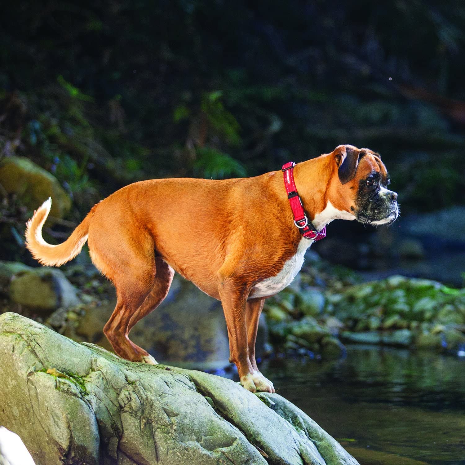 EzyDog Double Up collar shown in teal for a stylish durable everyday accessory