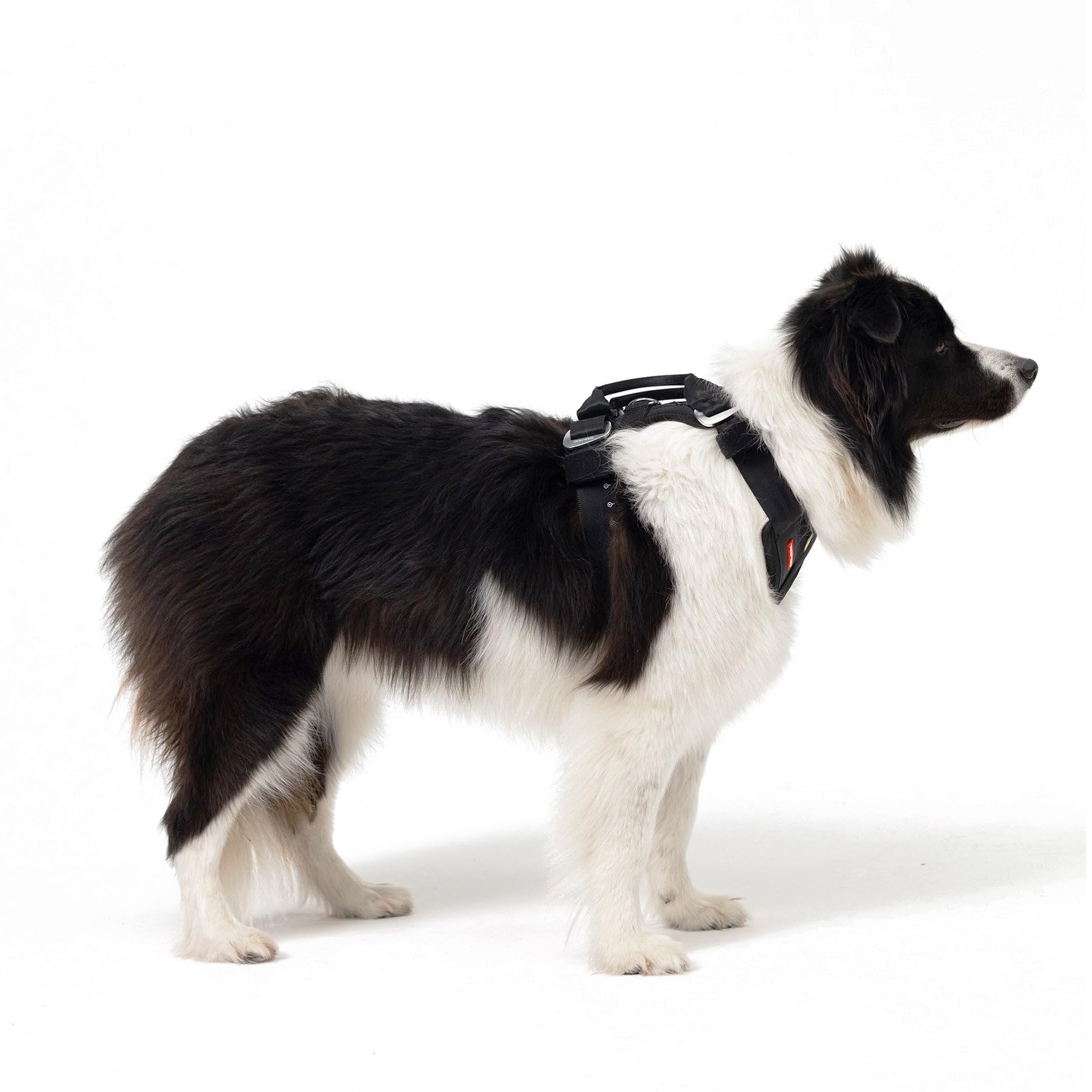 EzyDog Drive comfortable-molded chest support promotes a snug fit.