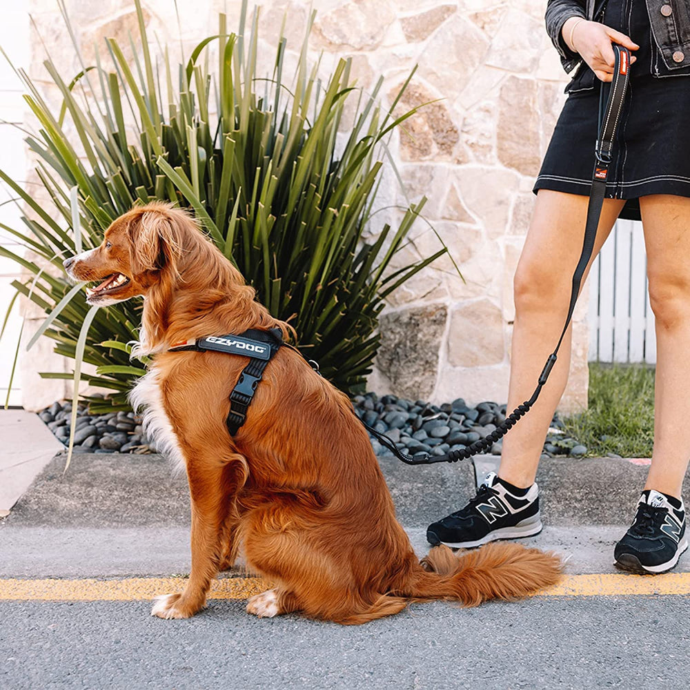 EzyDog Express Harness molded grab handle enables close control on hikes.