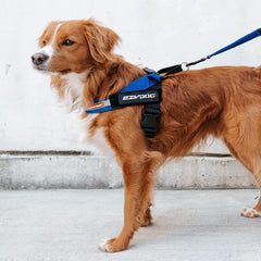 EzyDog Express Harness with EVA padding offers cushioned, comfortable contact.