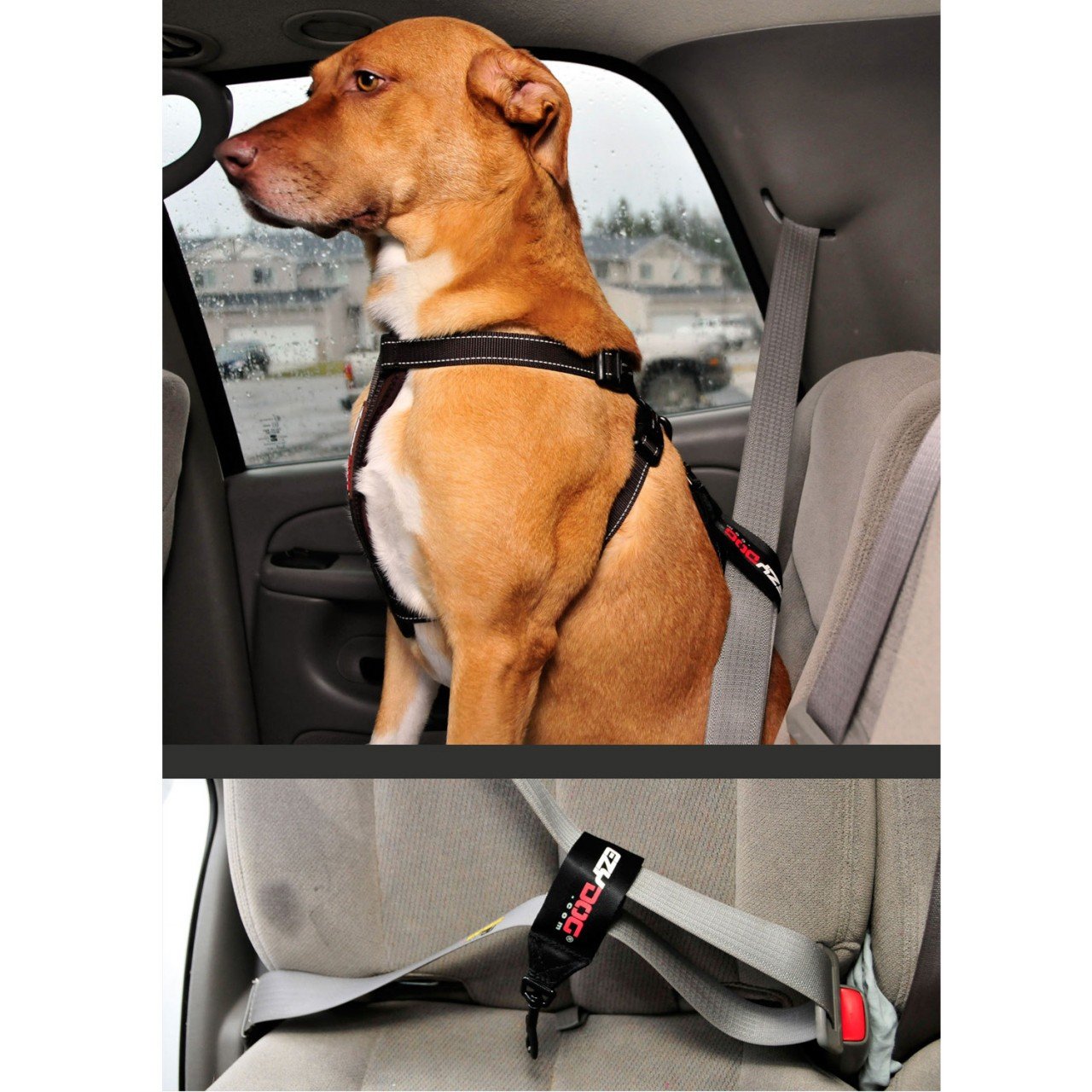 EzyDog dog in car enjoying ride with restrained comfort.