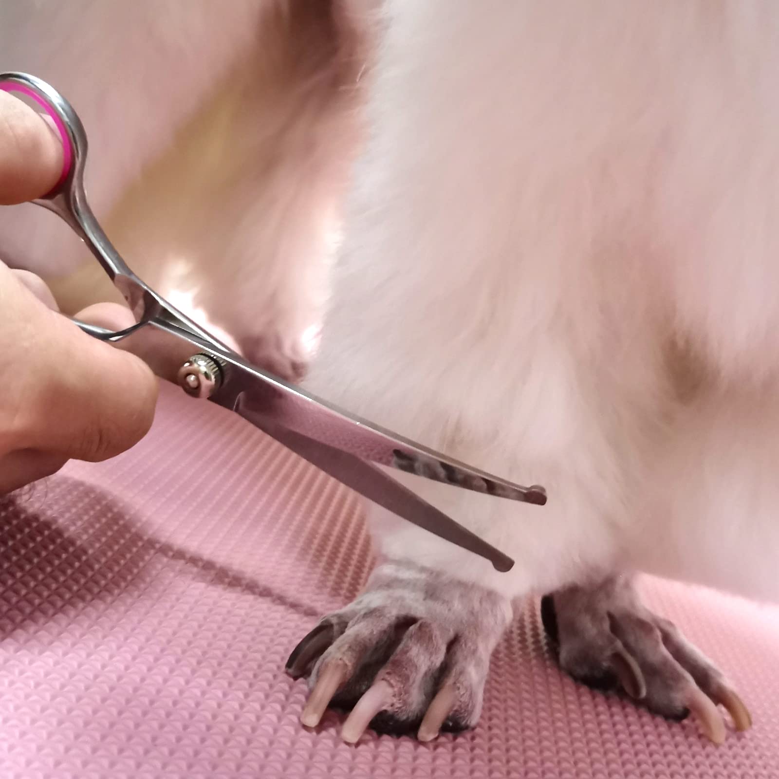 FAIGEO safety tips feature emphasizes rounded ends for pet-friendly grooming