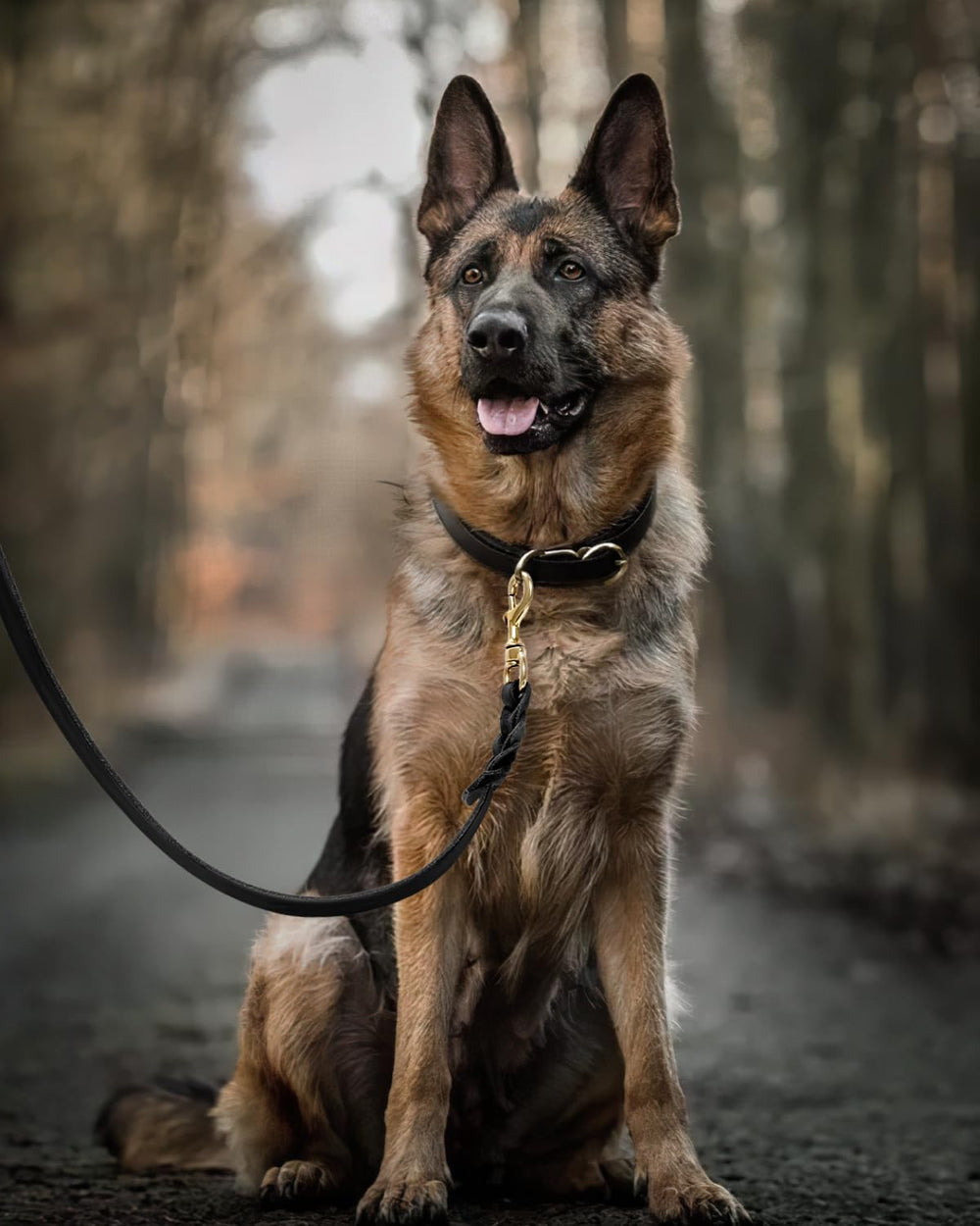 FAIRWIN leash suitable for small to large dogs, showcasing versatile everyday use.