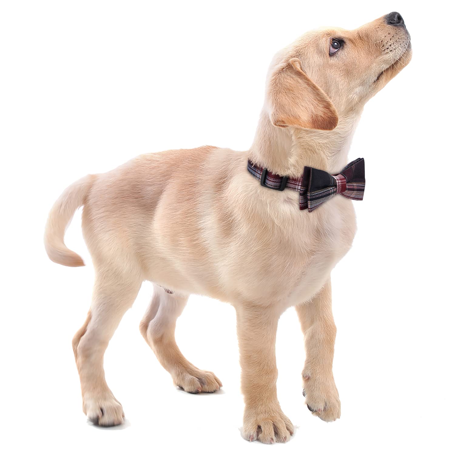 Faleela adjustable neck collar showing measurement guide for accurate sizing