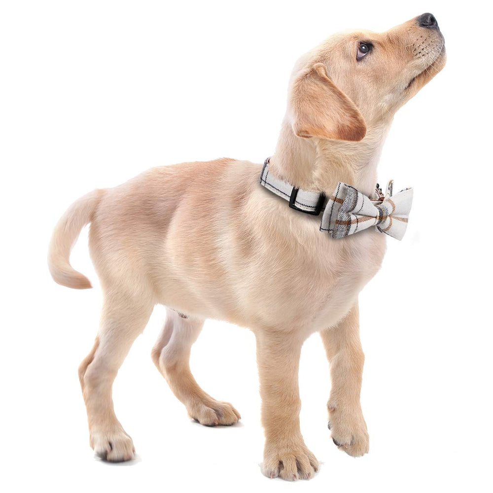 Faleela beige soft collar showcases designer fabric and easy daily wear.