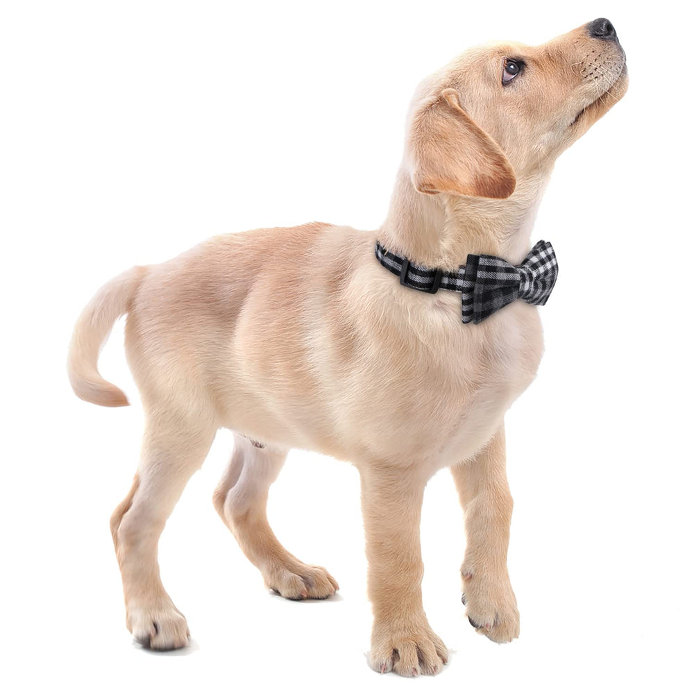 Faleela Bowtie Collar on dog showcases stylish, comfortable design during walks and adventures.