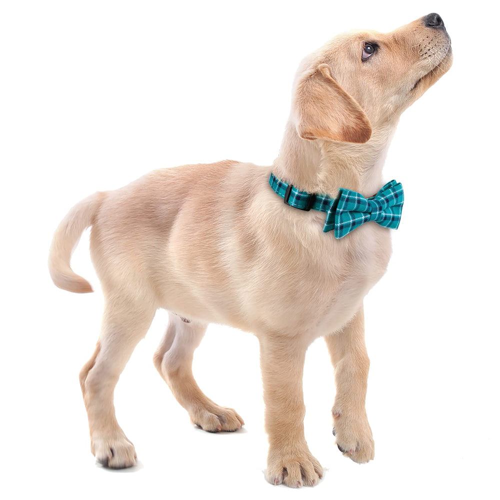 Faleela bowtie collar green welded D-rings emphasize strong leash attachment