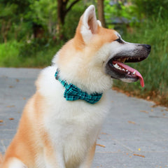 Faleela bowtie collar green stainless steel buckle highlights secure, easy closure