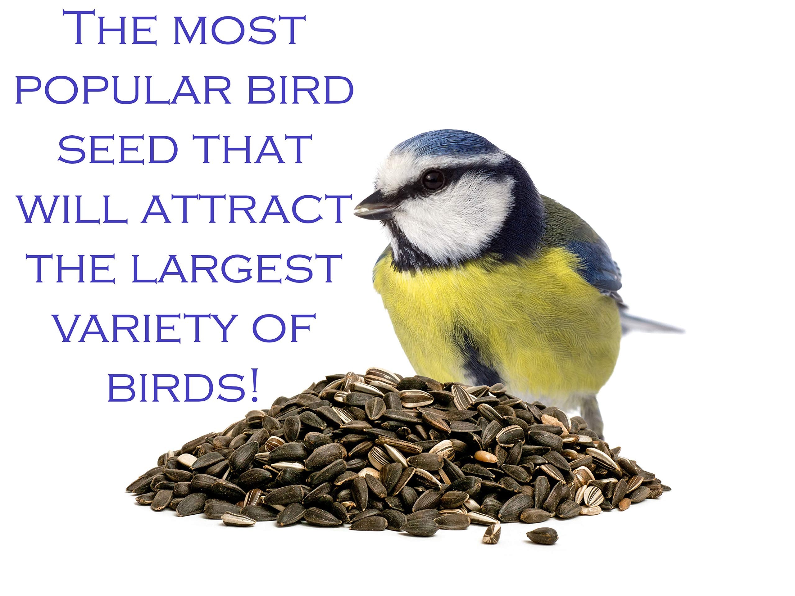 Family Farm and Feed seeds in a bird feeder attracting backyard songbirds