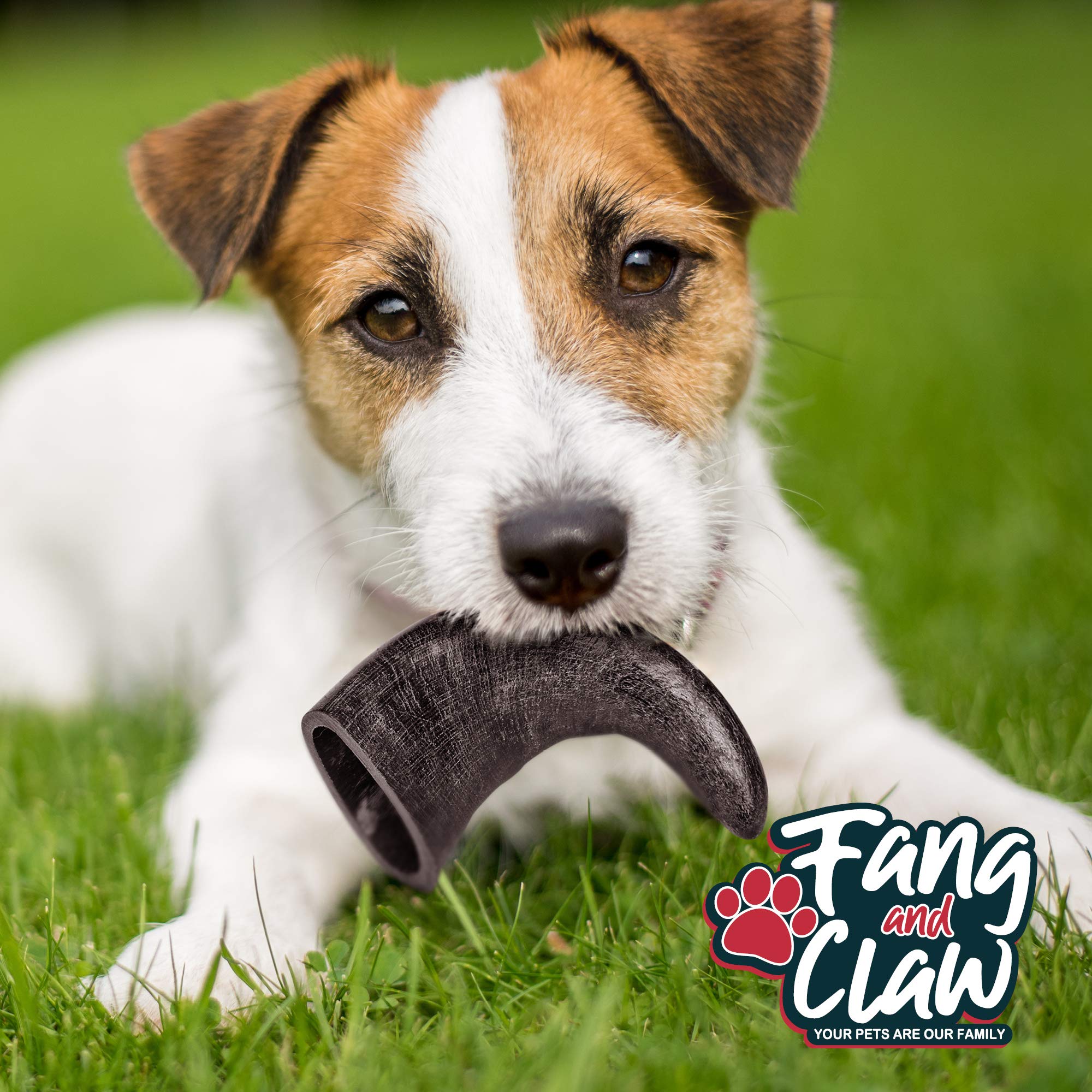 Close-up of Fang and Claw buffalo horn chew texture and natural color supporting long-lasting entertainment.