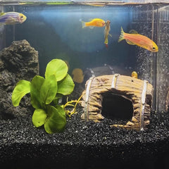 FANTIAN 5lb black aquarium silica sand bottom-substrate supports plant roots and a tidy tank.
