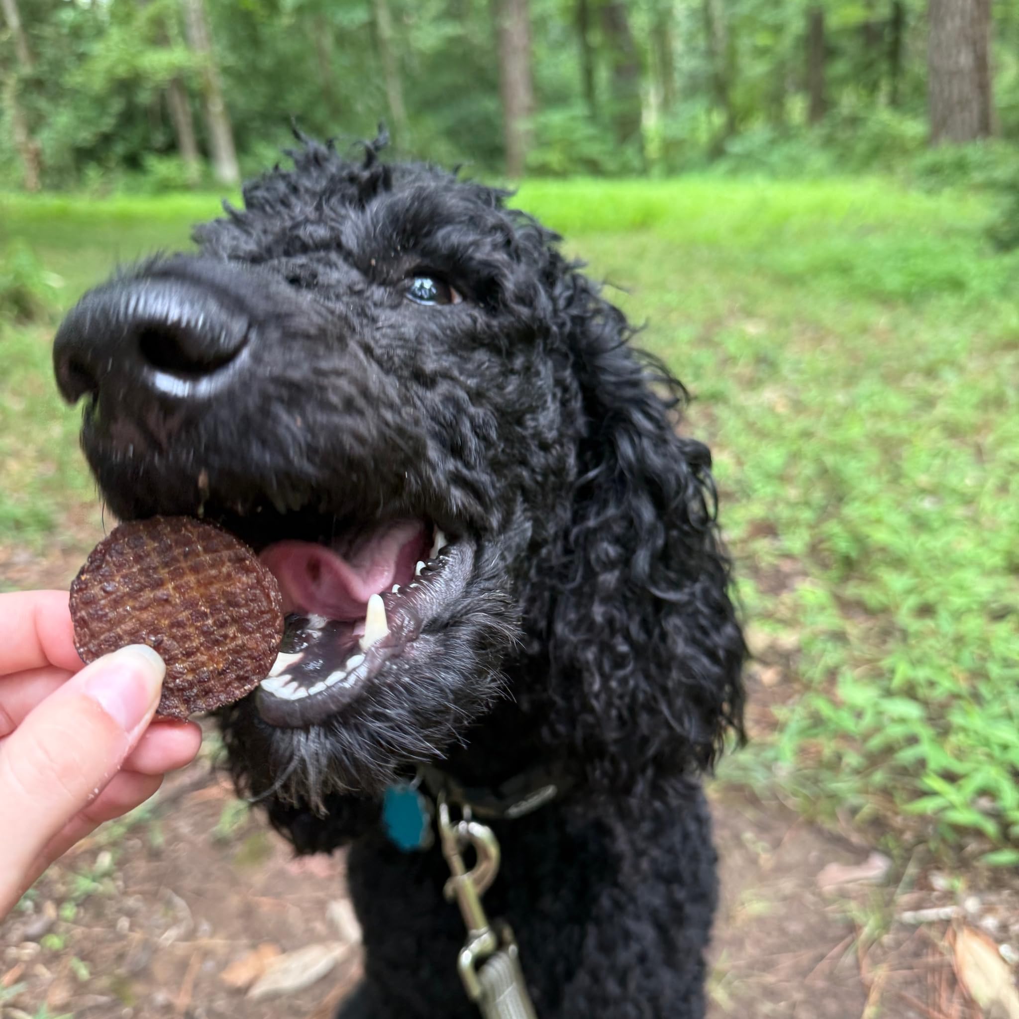 Farm To Pet training treats break apart easily for cued rewards.