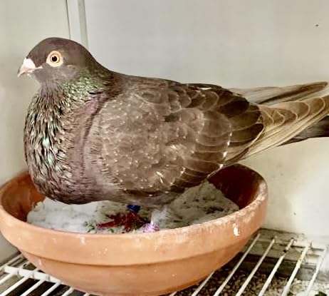 Farmalab Natural Dewormer suitable for pigeons and doves in aviary