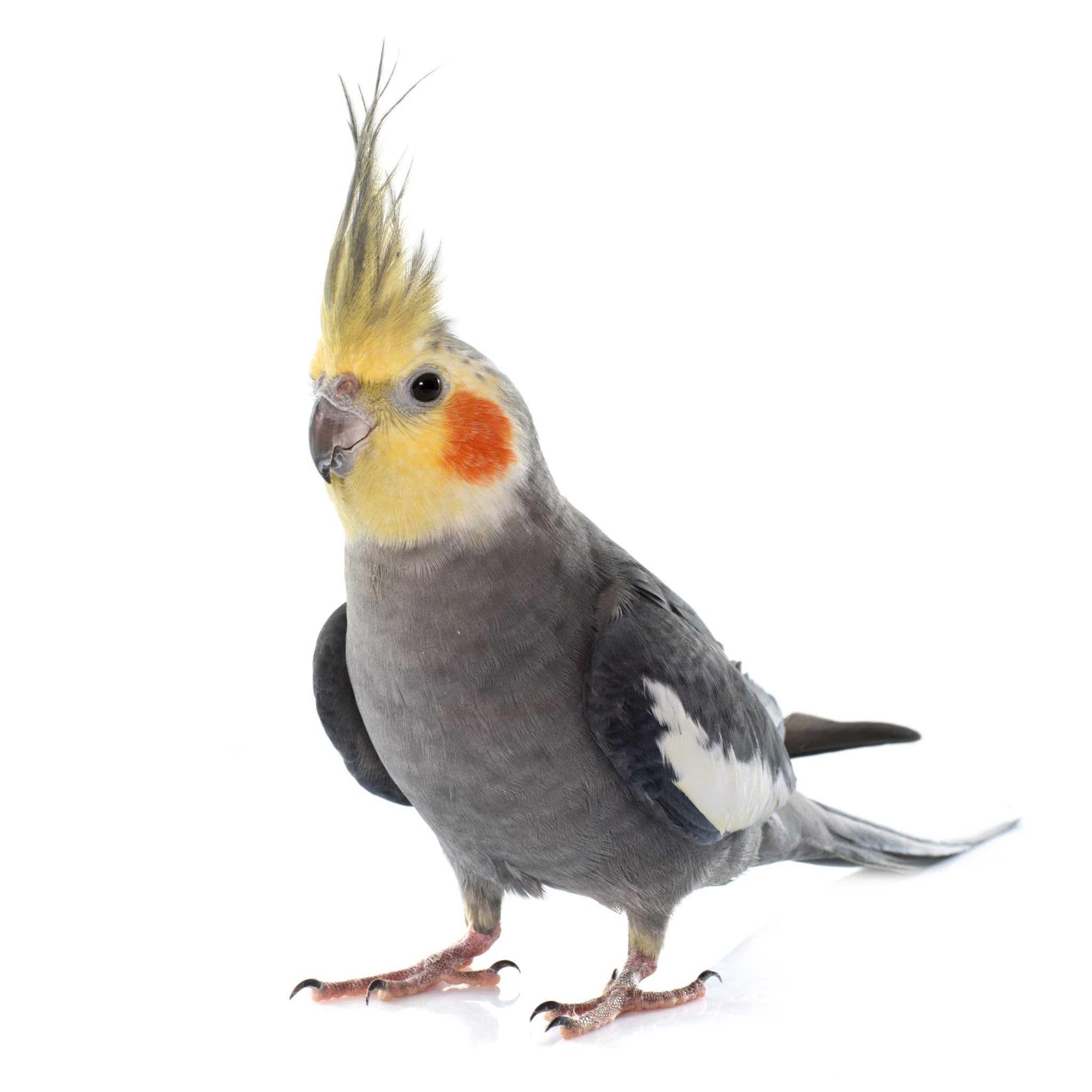 Farmalab Natural Dewormer used in coop with varied poultry species including roosters and hens