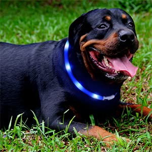 Fashion&cool durable strap dog collar for everyday adventures