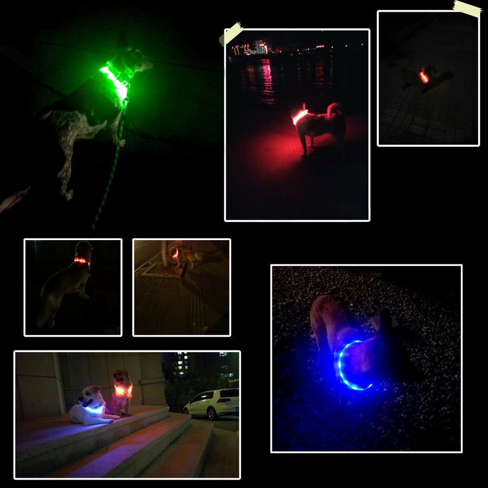 Fashion&cool three flashing modes dog collar with steady glow and strobes