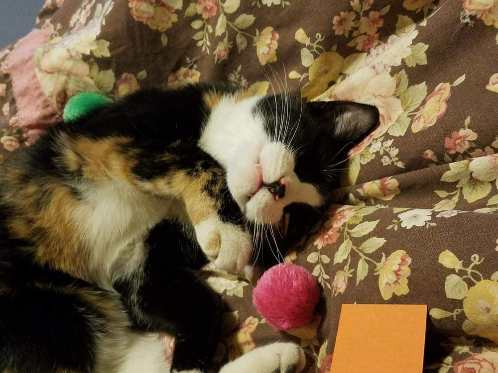 Fashion's Talk plush balls safe durable rattle toys for active cats