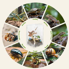 FASIUCHOI 360-degree clear view enables monitoring geckos, mantises, and other tiny pets.