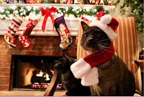 fast and good mini christmas card included for gifting or props
