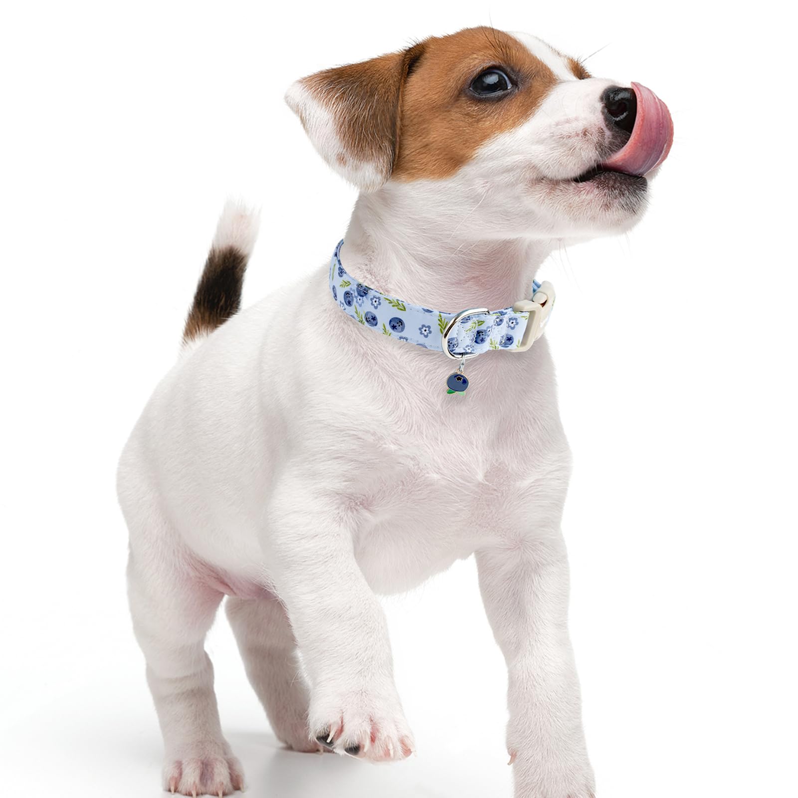 Faygarsle blueberry pattern collar worn by a dog during a walk