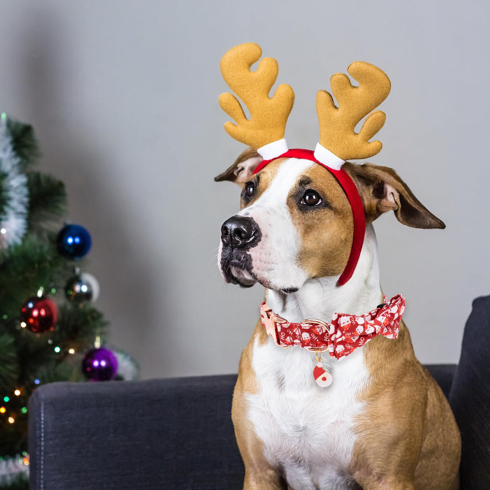 Faygarsle dog wearing Christmas collar demonstrates adorable holiday look