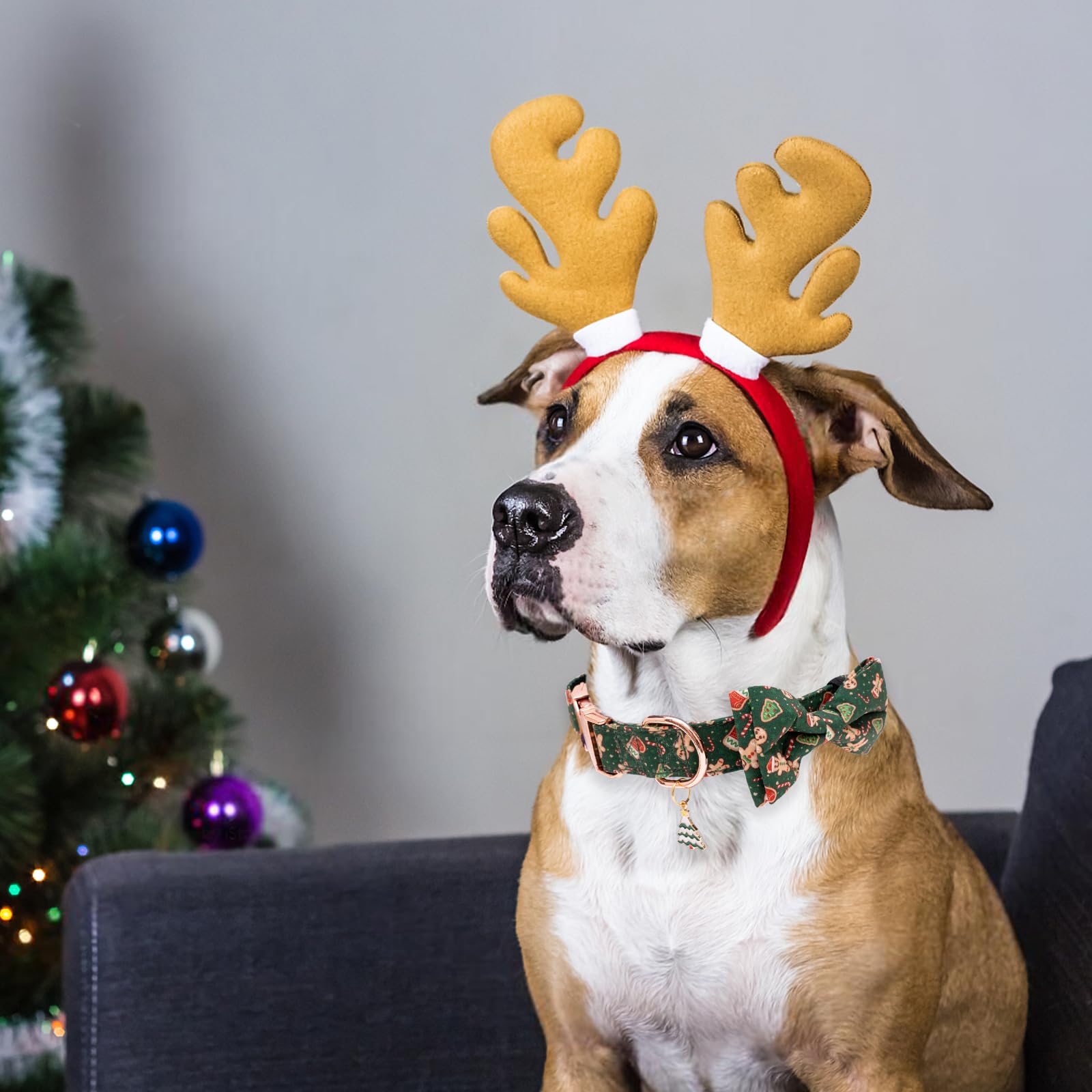 Faygarsle gift-ready dog collar ideal for holiday gifting.