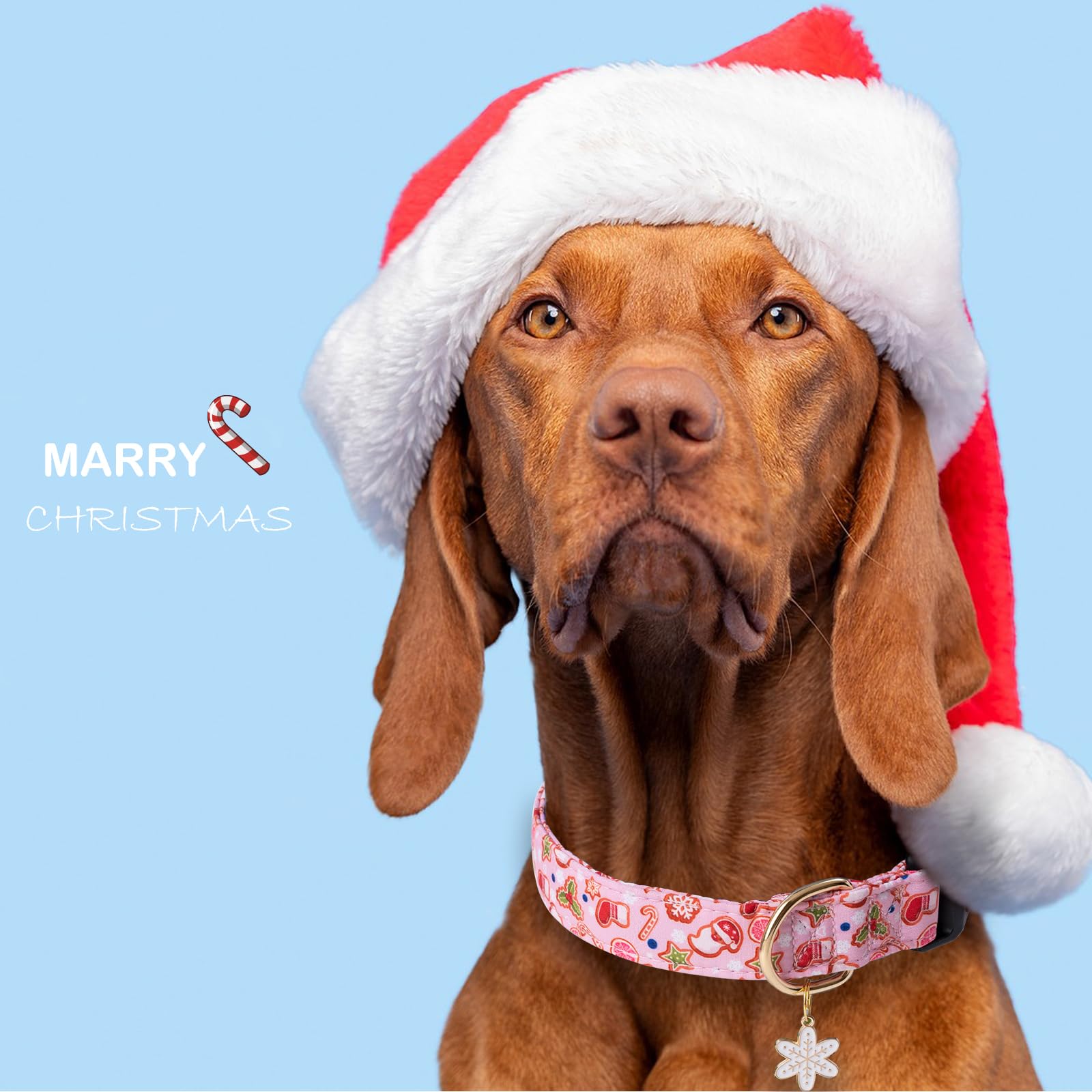 Faygarsle pink dog collar on dog ready for holiday walk